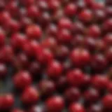 A vibrant assortment of cherries showcasing their colorful varieties