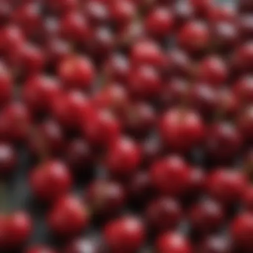 A vibrant assortment of cherries showcasing their colorful varieties