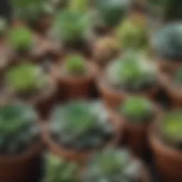 A diverse collection of various succulent types displayed in decorative pots.