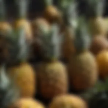 Harvested Pineapples Display Collection of pineapples ready for harvest
