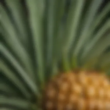 Textured Pineapple Leaves Close-up of pineapple leaves showcasing their texture