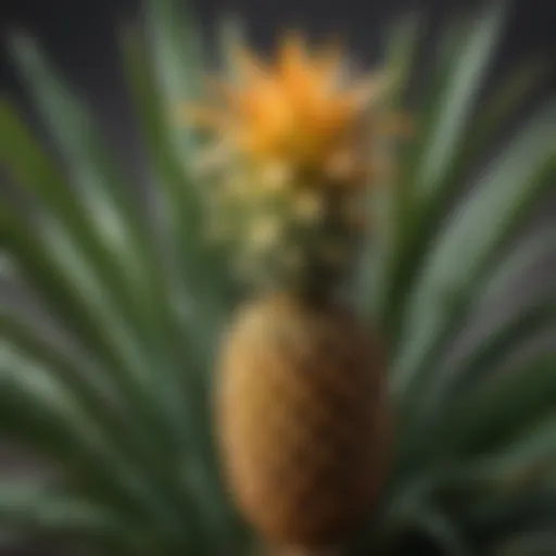 Vibrant pineapple plant in a home garden