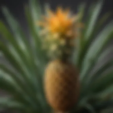 Pineapple Plant in Full Bloom Vibrant pineapple plant in a home garden