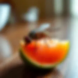 Effective Home Remedies for Fruit Flies Introduction