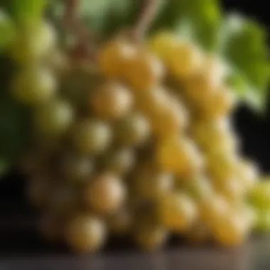 Chardonnay Grapes Close-up of Chardonnay grapes, the primary varietal in white Burgundy