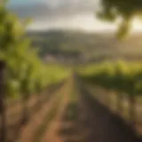 A picturesque vineyard in Burgundy, showcasing the lush grapevines