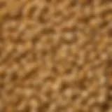 Close-up of Great Northern popcorn kernels showcasing their unique characteristics