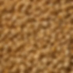 Close-up of Great Northern popcorn kernels showcasing their unique characteristics