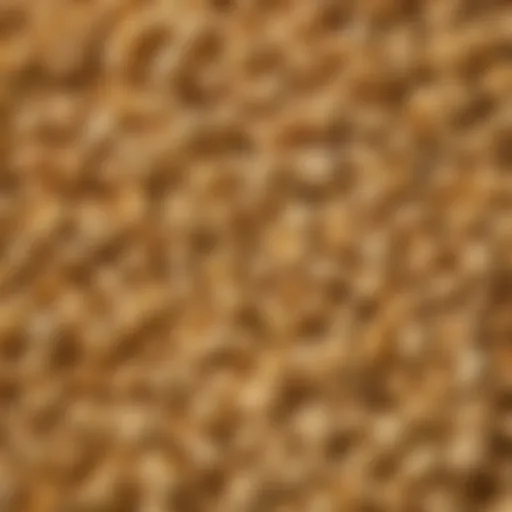 Close-up of Great Northern popcorn kernels showcasing their unique characteristics
