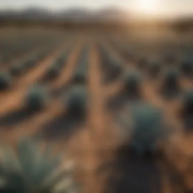 Agave plants under the sun in a vast field