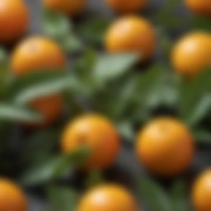 Close-up of mini orangen with leaves