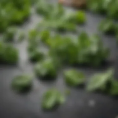Beneficial Greens and Herbs for Your Smoothie Close-up of fresh greens and herbs, emphasizing their health benefits