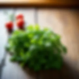 A vibrant array of fresh herbs on a wooden surface