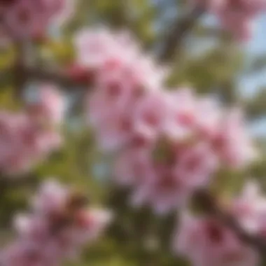 Close-up of Manuka flowers in their natural habitat