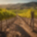 Vibrant vineyards in La Rioja