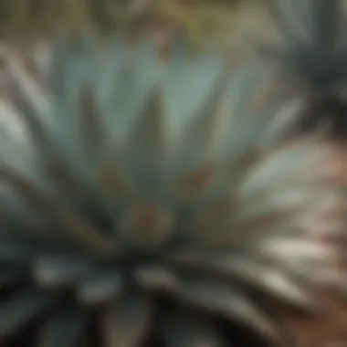 A detailed close-up of agave plants, illustrating the origin of tequila production.