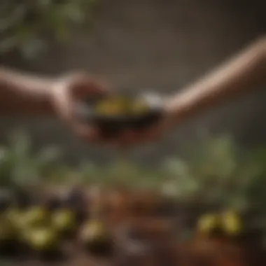 A close-up of olives and the extraction process highlighting the vibrant color of fresh jaitun oil.