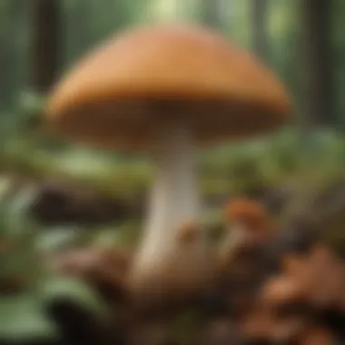 Close-up of an edible wild mushroom in its natural habitat.