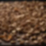 A variety of dried mushrooms displayed artistically