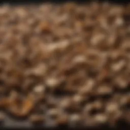 A variety of dried mushrooms displayed artistically