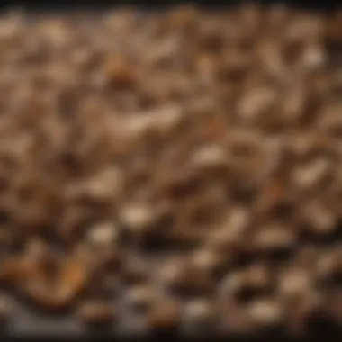 Diverse Selection of Dried Mushrooms A variety of dried mushrooms displayed artistically