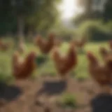 A serene farm landscape showcasing free range chickens roaming freely