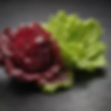 Vibrant Lettuce Varieties Fresh lettuce varieties showcasing vibrant colors and textures