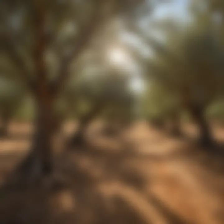 Olive groves under a bright sun