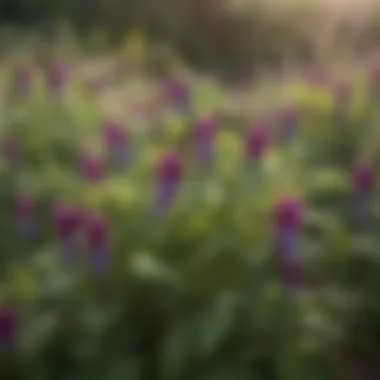 A garden overflowing with purple snap pea plants during the growing season