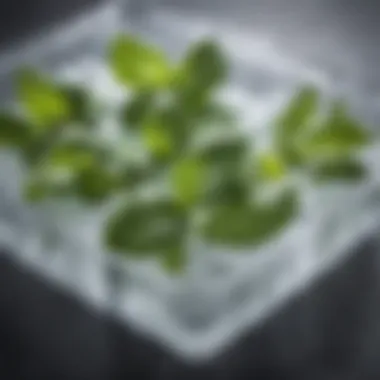 Basil leaves packed in an ice tray for freezing