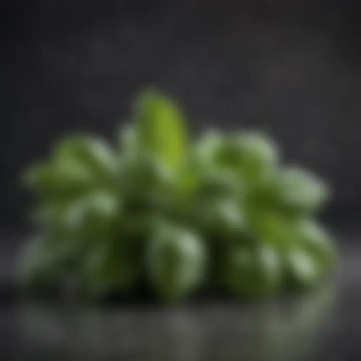 Fresh basil leaves arranged elegantly