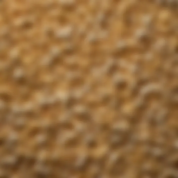 A close-up of popcorn kernels showcasing unique textures and flavors