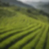 Lush green tea fields in Japan