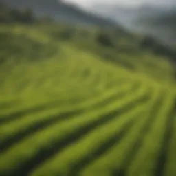 Lush green tea fields in Japan