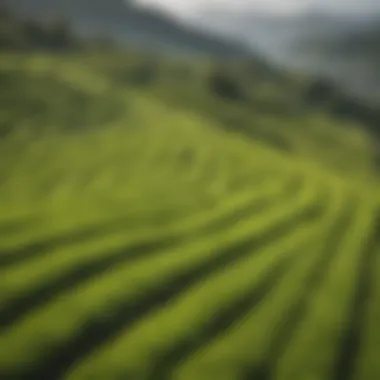 Vibrant Green Tea Fields of Japan Lush green tea fields in Japan