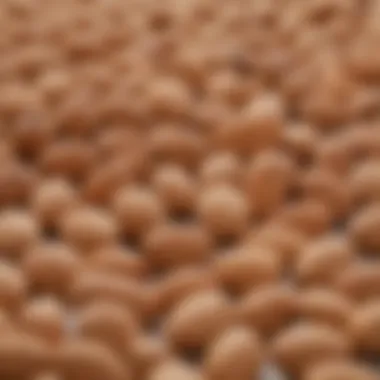 Types of Dietary Fibre Found in Almonds Diagram illustrating types of dietary fibre in almonds