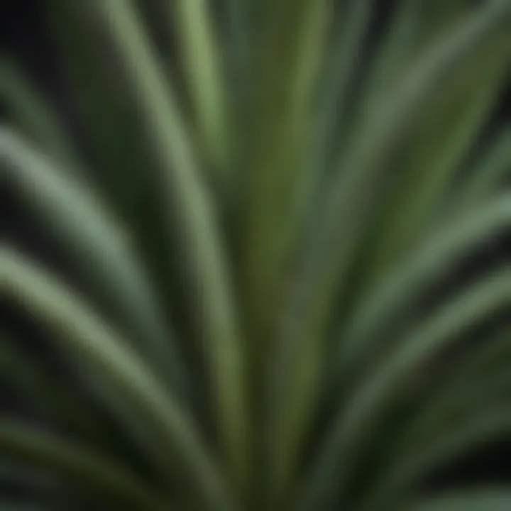 Close-up of an Aloe Vera plant showcasing its unique leaf structure