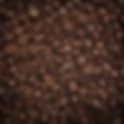 An array of dark roast coffee beans showcasing their rich color and texture