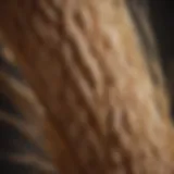 An ear of spelt grain showcasing its unique husk and structure