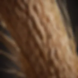 An ear of spelt grain showcasing its unique husk and structure
