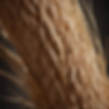 An ear of spelt grain showcasing its unique husk and structure