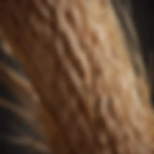 An ear of spelt grain showcasing its unique husk and structure