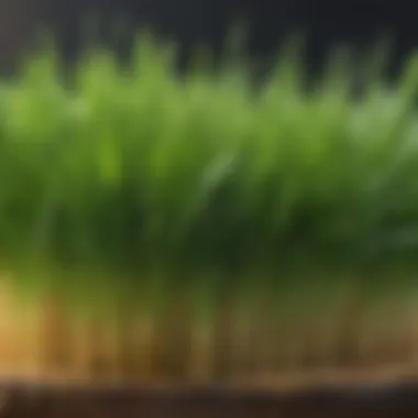 Wheat grass in its natural form, growing in a garden